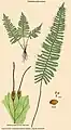 Trichomanes pellucens Kunze