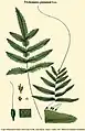 Trichomanes pinnatum Hedw.