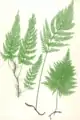 Vandenboschia speciosa