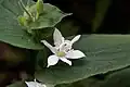 Fleurs (variété 'Alba')