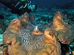 Tridacna gigas.