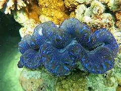 Tridacna maxima.