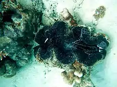 Grand spécimen aux Maldives.