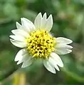 Fleur.