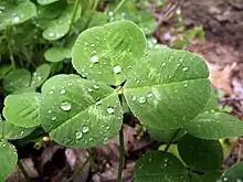 Feuilles d'un trèfle blanc avec des gouttes de rosée.