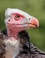 Vautour à tête blanche au Vogelpark Steinen (de), Allemagne. Juillet 2023.