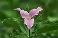 Trillium grandiflorum f.&nbsp;roseum