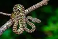 trimeresurus venustus.