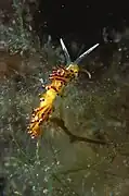 Cuthona ocellata