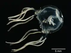 Tripedalia cystophora, une Tripedaliidae