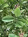 Rameau fleuri de Triplaris weigeltiana (femelle) au Mounts Botanical Garden (West Palm Beach, Floride)