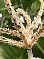 Rachis des hampes florales de Triplaris weigeltiana