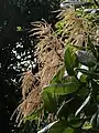 Fleurs mâles de Triplaris weigeltiana