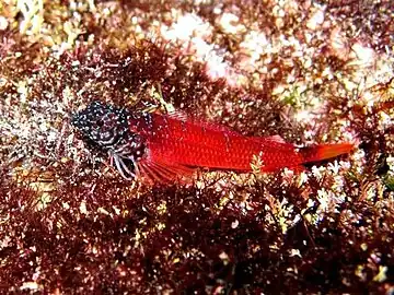 Tripterygion melanurus (Karpathos, Grèce)