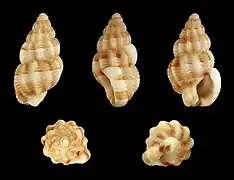 Tritia goreensis