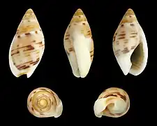 Tritia grana