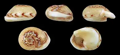 Tritia neritea