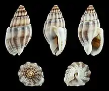 Tritia nitida