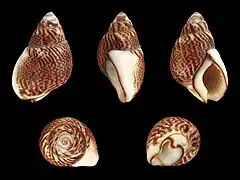 Tritia pfeifferi