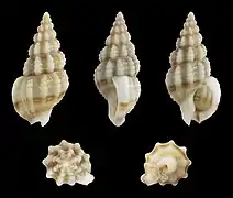 Tritia vaucheri
