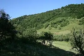 Trnavica