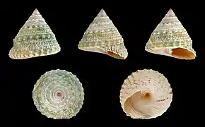 Trochus maculatus
