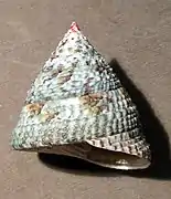 Trochus nigropunctatus