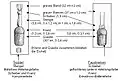 Dimensions des glands et des poings