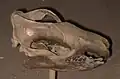Crâne de Trogosus.
