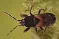 Tropistethus holosericus, Finlande