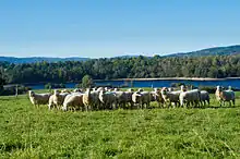 IGP Agneau du Limousin