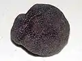 truffe noire à la peau rugueuse.