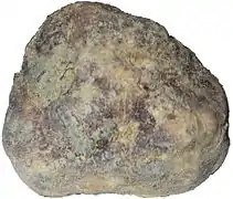 Truffe blanche.