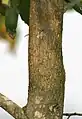 jeune tronc d’Acacia mangium (à Calcutta, Inde)