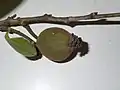 Jeune fruit de Trymatococcus amazonicus.