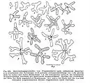 Chronologie du développement de Trypanochloris.