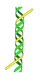 ADN H ou triplex(3e&nbsp;brin en jaune)