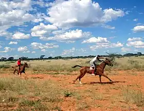 Image illustrative de l’article Cheval en Namibie