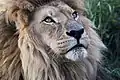Tsavo, le mâle lion d'Afrique