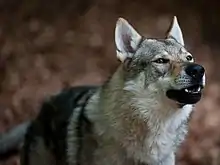 Chien-loup.