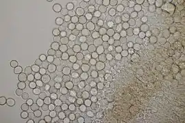 Spores.