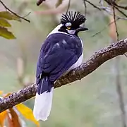 Cyanocorax dickeyi