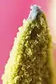 Pollen (microgamétophytes) à l'extrémité d'une étamine de tulipe.