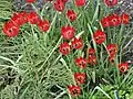 Vue d'ensemble, Tulipa orphanidea cultivées au jardin botanique de Dresde (Allemagne)
