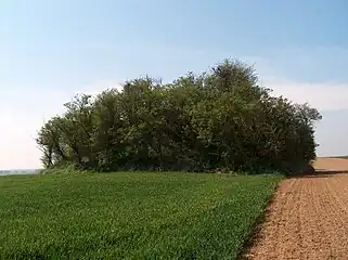 Image illustrative de l’article Tumulus d'Avernas
