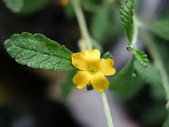 Damiana.
