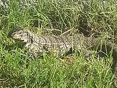Tégu dans des herbes hautes