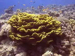 Turbinaria mesenterina