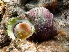 Turban à bouche d'argent (Turbo argyrostomus)