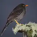 ♂